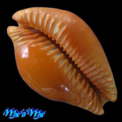 Alternative view of Cypraea (Propustularia) surinamensis ( Perry, 1811)