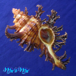 Chicoreus spectrum (Reeve, 1846)