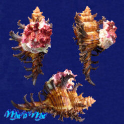 Alternative view of Chicoreus spectrum (Reeve, 1846)