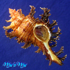 Chicoreus spectrum (Reeve, 1846)