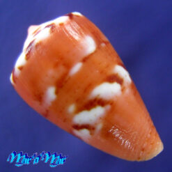 Alternative view of Conus mauricioi Coltro, 2004