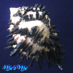 Muricanthus callidinus Gmelin,1791