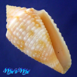 Conasprella ogum (Petuch & R. F. Myers, 2014)