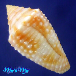 Alternative view of Conasprella ogum (Petuch & R. F. Myers, 2014)