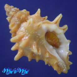 Muricopsis josei Vokes, 1994