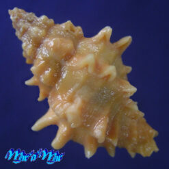 Alternative view of Muricopsis josei Vokes, 1994