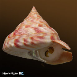 Mikadotrochus hirasei (Pilsbry, 1903)