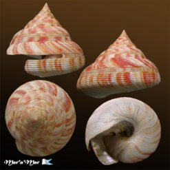 Alternative view of Mikadotrochus hirasei (Pilsbry, 1903)