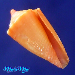 Conus delucai Coltro, 2004