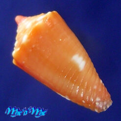 Alternative view of Conus delucai Coltro, 2004