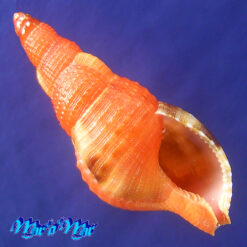 Charonia variegata (Lamarck, 1816)