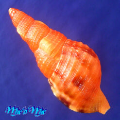 Alternative view of Charonia variegata (Lamarck, 1816)