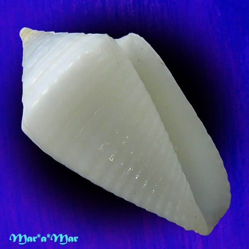 Conus cf. crabosi (Petuch & Berschauer, 2018)