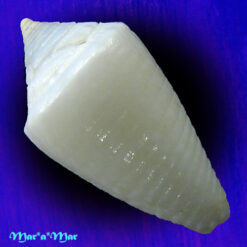 Alternative view of Conus cf. crabosi (Petuch & Berschauer, 2018)