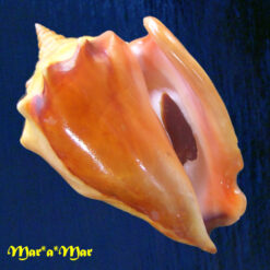 Strombus pugilis worki Petuch, 1993