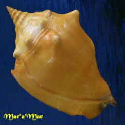 Alternative view of Strombus pugilis worki Petuch, 1993