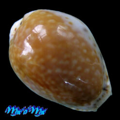 Cypraea acicularis marcuscoltroi (Petuch, 2015)