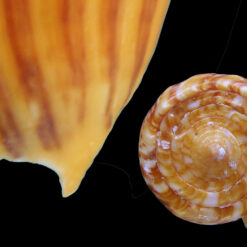 Alternative view of Conus riosi Petuch, 1986