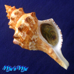 Aurantilaria aurantiaca (Lamarck, 1816)