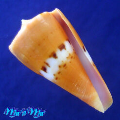 Conus (Dauciconus) valentinae D. Monteiro & A. Monteiro, 2024