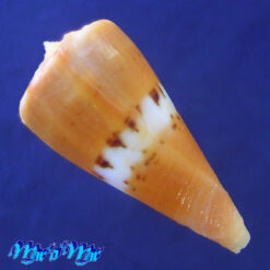 Alternative view of Conus (Dauciconus) valentinae D. Monteiro & A. Monteiro, 2024