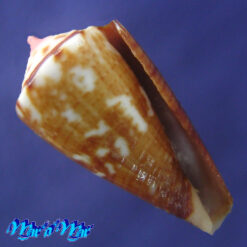 Conus cargilei Coltro, 2004