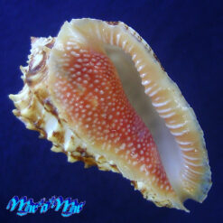 Morum dennisoni (Reeve, 1842)