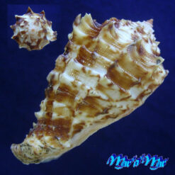 Alternative view of Morum dennisoni (Reeve, 1842)