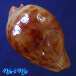 Cypraea (Propustularia) surinamensis f. aubryana ( Perry, 1811)
