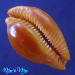 Alternative view of Cypraea (Propustularia) surinamensis f. aubryana ( Perry, 1811)