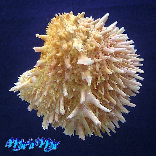 Arcinella brasiliana (Nicol, 1953)