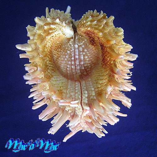 Arcinella brasiliana (Nicol, 1953) - Imagem 2