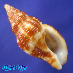 Dianthiphos bernardoi (Costa & Gomes, 1998)