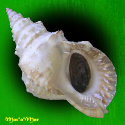 Charonia marylenae Petuch & Berschauer, 2020