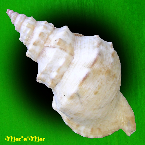 Charonia marylenae Petuch & Berschauer, 2020 - Image 4