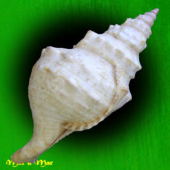 Alternative view of Charonia marylenae Petuch & Berschauer, 2020