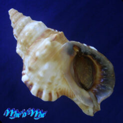 Ranella australasia gemmifera (Euthyme, 1889)