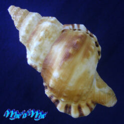 Alternative view of Ranella australasia gemmifera (Euthyme, 1889)