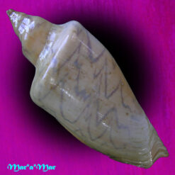 Zidona dufresnii affinis (F. Lahille, 1895)