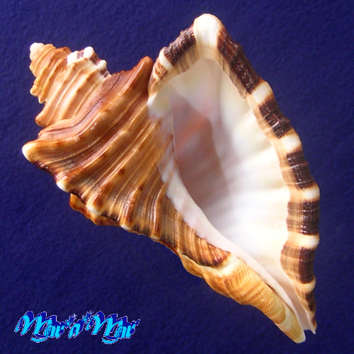 Cymatium raderi D'attilio & Meyers, 1984