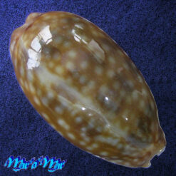 Macrocypraea zebra Linnaeus, 1778