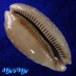 Alternative view of Macrocypraea zebra Linnaeus, 1778