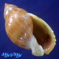 Casmaria atlantica Clench, 1944