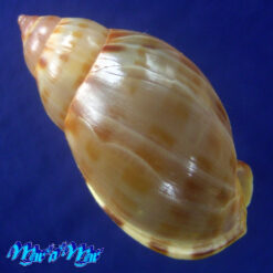 Alternative view of Casmaria atlantica Clench, 1944