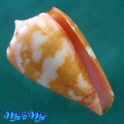 Conus baiano Coltro, 2004