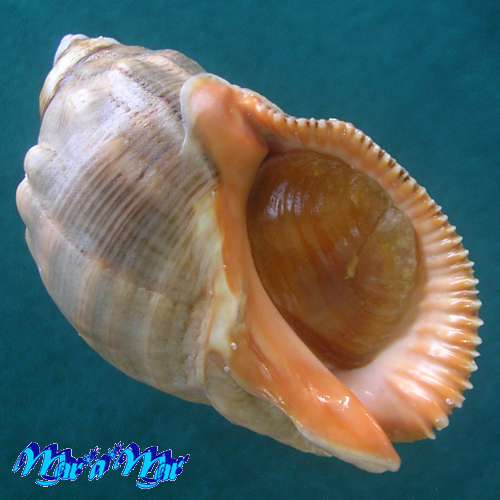 Stramonita brasiliensis Claremont & D. Reid, 2011