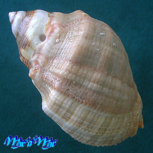 Stramonita brasiliensis Claremont & D. Reid, 2011 - Imagem 2