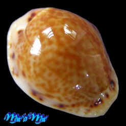 Cypraea acicularis marcuscoltroi (Petuch, 2015)