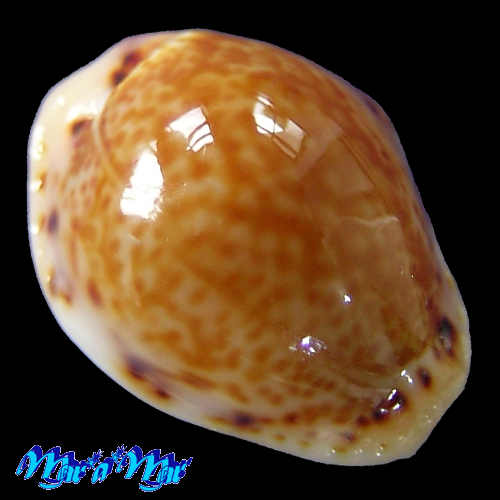 Cypraea acicularis marcuscoltroi (Petuch, 2015)