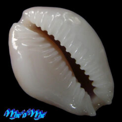 Alternative view of Cypraea acicularis marcuscoltroi (Petuch, 2015)